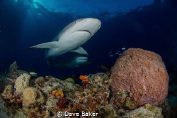 caribbean reef shark at Tiger beach by Dave Baker 
